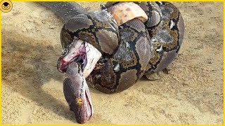 कैमरा में कैद हैरतंगेज कारनामा कोबरा और आहिराज साँप की लड़ाई हुई मौत Amazing Dangerous Snake fight [upl. by Novaat]