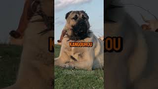 Kangal Vs Kangourou – Qui va gagner 😎 dog short [upl. by Pru]