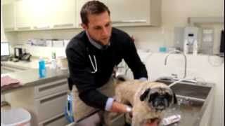 How To Give Your Pet A Medicated Bath by St Paul Pet Hospital [upl. by Tiphanie]