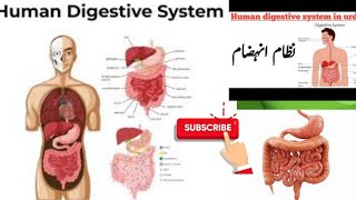 Digestive system  Exam preparation to the point [upl. by Bautram979]