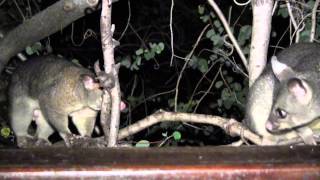 Brushtail Possum Courtship Sounds [upl. by Aip]