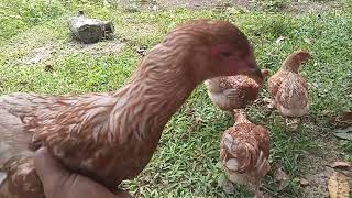 NATIVE CHICKEN FARMING MAGPARAMI ULIT TAYO NG MANOK DITO SA MINI FARM [upl. by Covell]