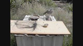 How to Make a Bird Trap  that actually works [upl. by Chaker812]