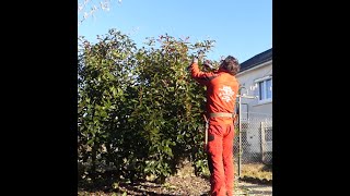 Comment planter un photinia [upl. by Daphene]