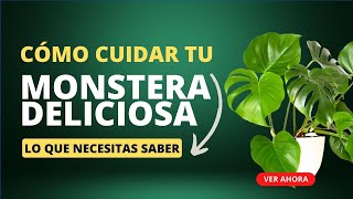 Monstera Deliciosa Cómo cuidar tu planta para un crecimiento monstruoso 🌱💚 [upl. by Ernesto]