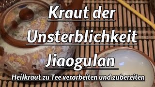 Kraut der Unsterblichkeit  Jiaogulan  Heilkraut zu Tee verarbeiten und zubereiten [upl. by Hennahane]