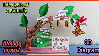 Life Cycle Of A Butterfly 3D model  life cycle of butterfly model project biologyproject [upl. by Auqenaj]