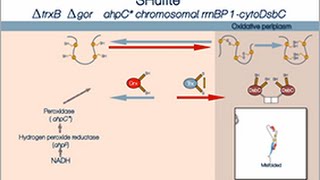 Disulfide bond formation in the cytoplasm of SHuffle cells [upl. by Carree]