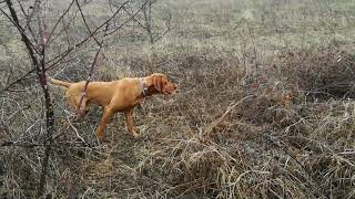 Hungarian Vizsla tracking and pointing pheasant [upl. by Naasah501]