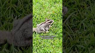 Understanding Sugar Gliders Behavior and Care Tips [upl. by Nudnarb]