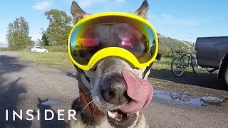 Goggles Made For Dogs On An Outdoor Adventure [upl. by Fayette783]