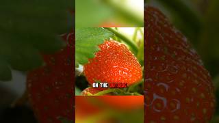 Why Do Strawberries Have Seeds on the Outside 🍓 stawberry seeds achene [upl. by Nnaer]