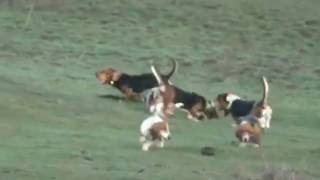 Basset Hound Pack jauria Topsfield Lebrera Spain  Espana 4 [upl. by Duky]