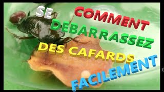 Débarrassez vous des cafards facilement ayez la bonne méthode pour y arriver les conseils dun pro [upl. by Dustin965]