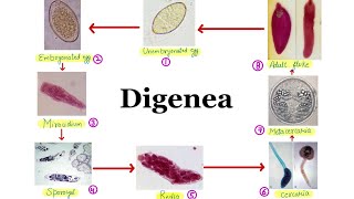 10 Order Digenea  General life cycle of Digenetic Trematodes🔥🔥  Aniket tyagi [upl. by Bluma852]