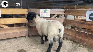 LOT 129 VENTE SUFFOLK COURNON 2024 [upl. by Euqinmod]