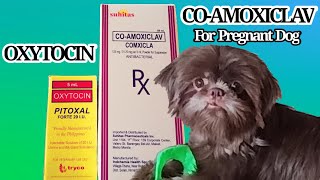 Oxytocin and Coamoxiclav for pregnant Dog dog [upl. by Sadoff]