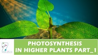 PHOTOSYNTHESIS IN HIGHER PLANTSPART 01 [upl. by Palm]