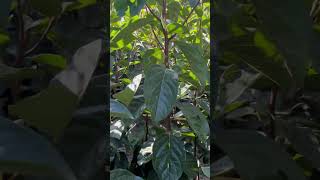 ￼ Persimmon plant is available jaikisanhp shortvideo youtube [upl. by Yrelav]