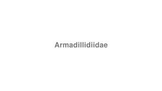 How to Pronounce quotArmadillidiidaequot [upl. by Durant553]