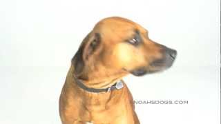 Rhodesian Ridgeback Close Up  Noahs Dogs [upl. by Amaryl]