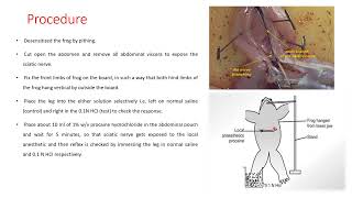 Study of local anaesthetics by different method foot withdrawal reflex in frog [upl. by Hyrup]