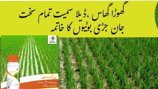 how to control ghora gass deheela Swanki weeds control in rice croppaddy weeds [upl. by Renault]