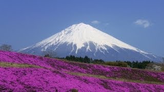 【World Heritage】 Mt Fuji amp Oshinohakkai SpringEarly Summer  世界遺産富士山，忍野八海，他 春初夏 [upl. by Sidwell]