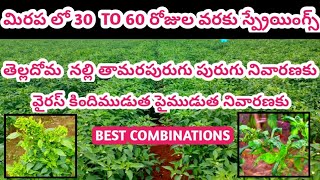 మిరప లో3060 రోజుల వరకు వాడవలసిన స్ప్రేయింగ్స్తెల్లదోమ నల్లితామరపురుగుపచపురుగు bestcombinations [upl. by Chuck]