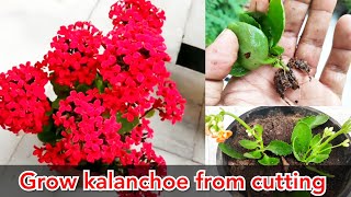 kalanchoe का पौधा मुफ्त मैं त्यार कीजिये Grow kalanchoe cuttings for free [upl. by Leumel622]