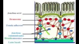 Les jonctions intercellulaires [upl. by Sawyer73]