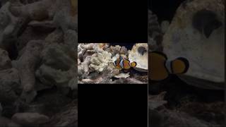 Percula Clownfish shortvideo marine seacreature marineinside reels marinefishtank nemo [upl. by Cleopatra]