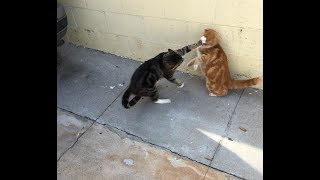 Cats Who Slap A compilation [upl. by Chrisoula]