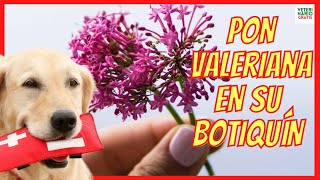 VALERIANA USOS Y BENEFICIOS ❤️ NO SOLO COMO TRANQUILIZANTE PARA PERROS [upl. by Aelanej]