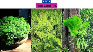 Fern Varieties A to Z [upl. by Erdua]