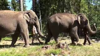 Kolmården Play  Elefanter i skogen [upl. by Stern]