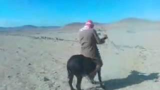 Donkey dancing حمار يرقص [upl. by Ahsykal]