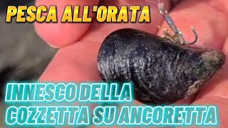 Pesca allOrata Innesco della Cozzetta con Ancoretta parte 1 [upl. by Elegna913]