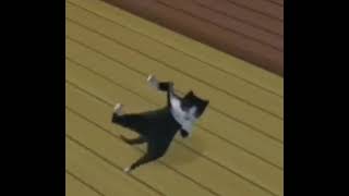 cat dancing shake meme gato bailando shake [upl. by Archle246]