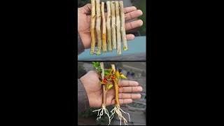 Propagate Bougainvillea Plants From Bougainvillea Cuttingsgraftingtree compost Avon easycrafts [upl. by Serica725]