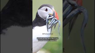 Why Puffin always look Worried bird funnyanimals shorts [upl. by Follansbee]