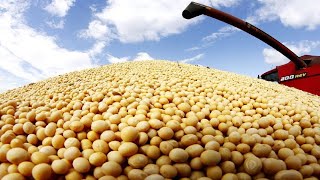 How its Made Soybean  Soybean Agriculture Process Soybean Farming amp Soybean Harvesting Processing [upl. by Festus]