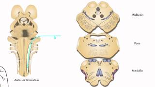 AXON Trigeminothalamic Pathway Pain amp Temperature from Face 7 of 9 [upl. by Filiano]