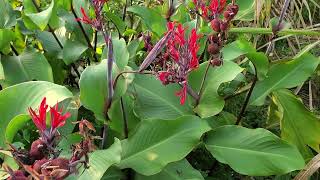 Edible cannas An awesome food amp fodder crop for people amp livestock GrowFood [upl. by O'Donovan]