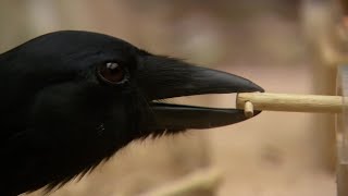 Are Birds as Smart as Mammals  Extraordinary Animals  BBC Earth [upl. by Ycnej]