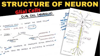 Structure of Neuron 22  Glial Cells  Nerve Muscle Physiology [upl. by Raseac949]