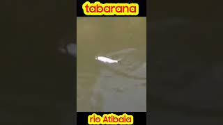 PESCARIA DE TABARANA no rio Atibaia fishing fish carpfishing [upl. by Ungley]