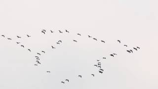 Sandhill Crane Migration Over Chicago [upl. by Ydnelg]