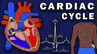 THE CARDIAC CYCLE  Phases Pressure Changes ECGEKG [upl. by Cowie]