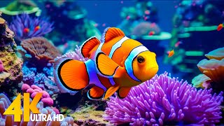 Aquarium 4K VIDEO ULTRA HD 🐠 Beautiful Coral Reef Fish  Relaxing Sleep Meditation Music 28 [upl. by Hux]